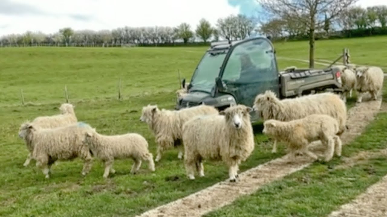 Rare sheep breed bouncing back in Lincolnshire