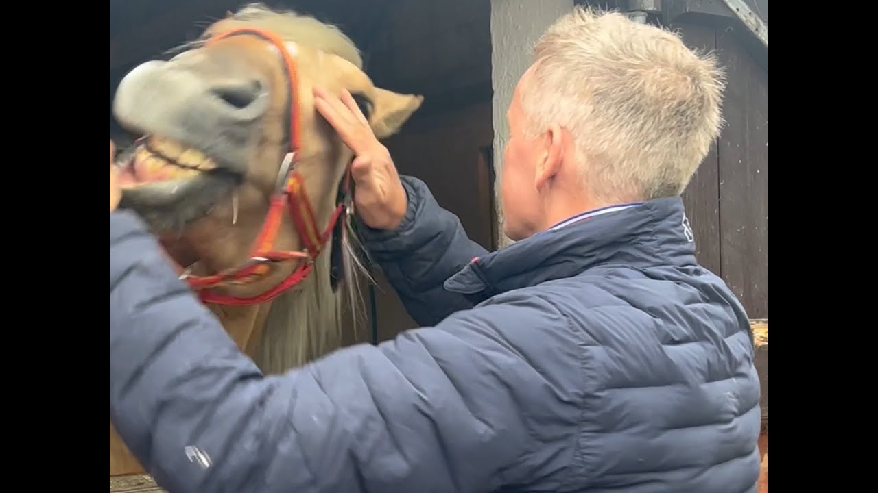 Is your horse running rings around you? This stallion had bitten his new owner, Michael Peace helps.