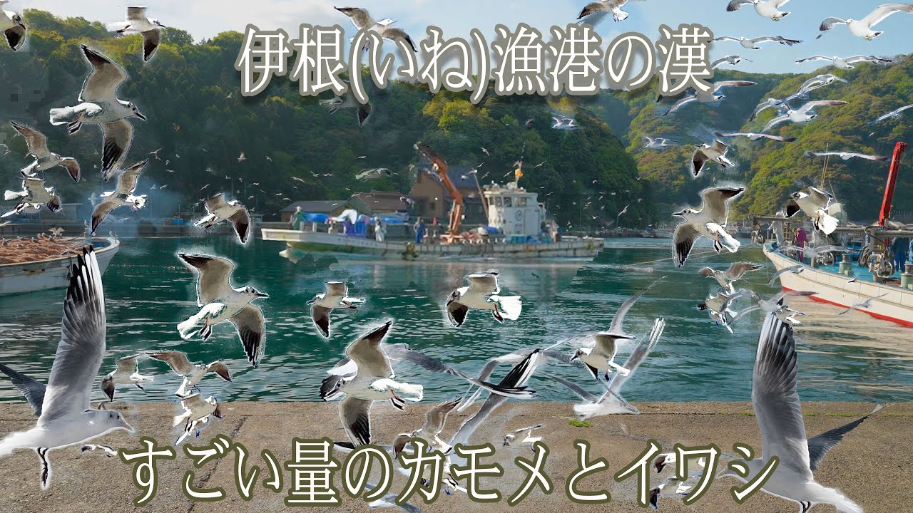 【漁業  伊根  港町 】【fishing　Port Town Ine 】