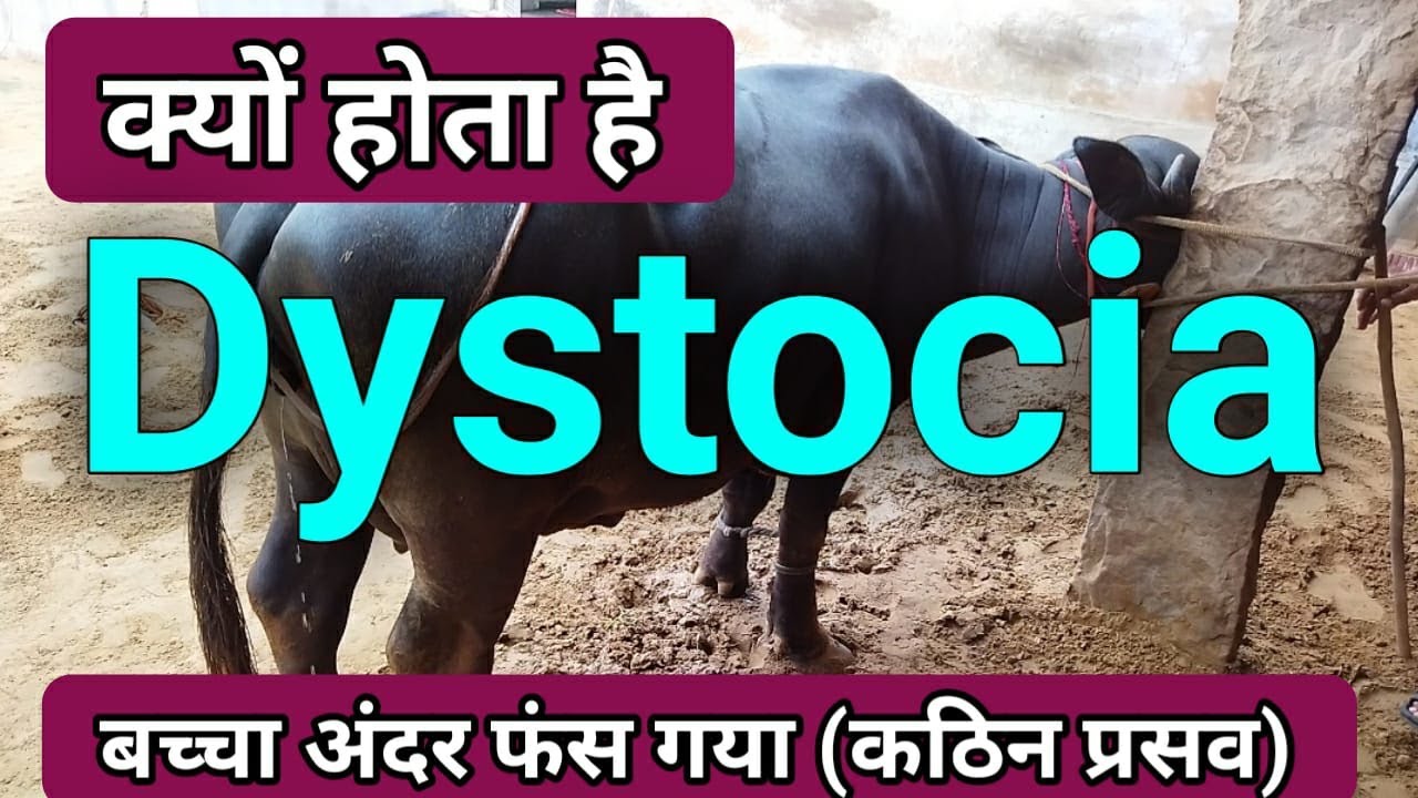 Dystocia in Cattle Buffalo  Ramawat