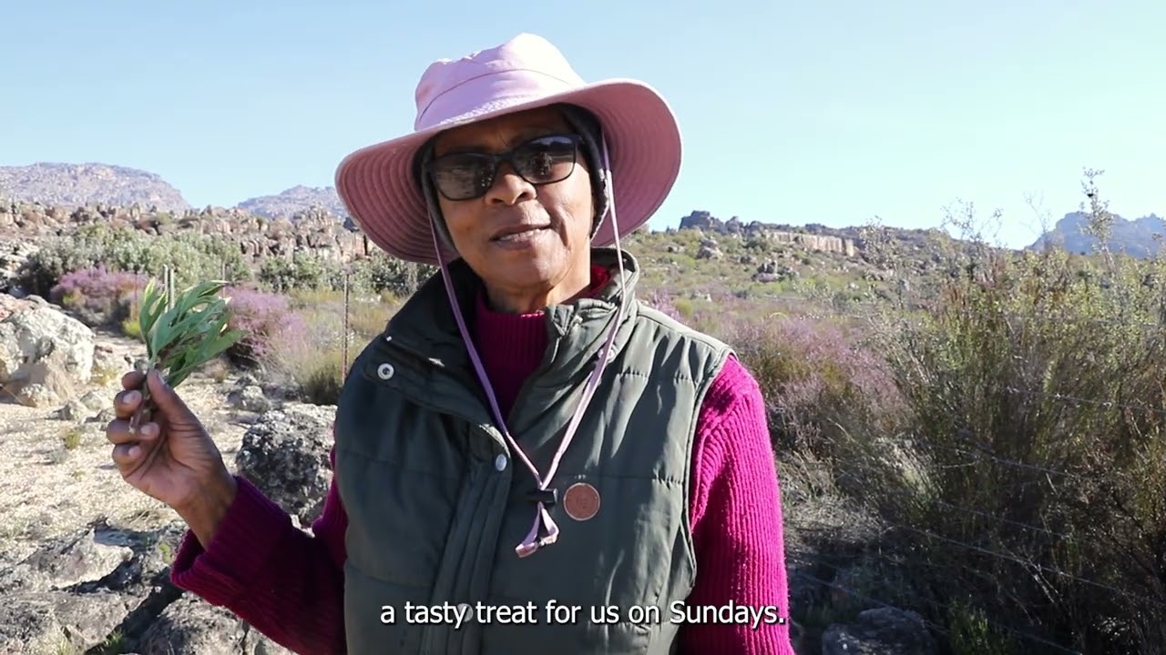 Wild Foods Across the Cederberg Ecosystems, Western Cape, South Africa