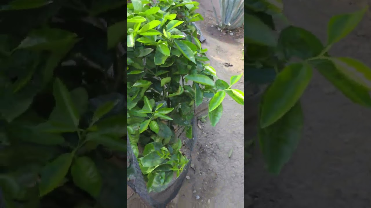 Nuestros arboles frutales