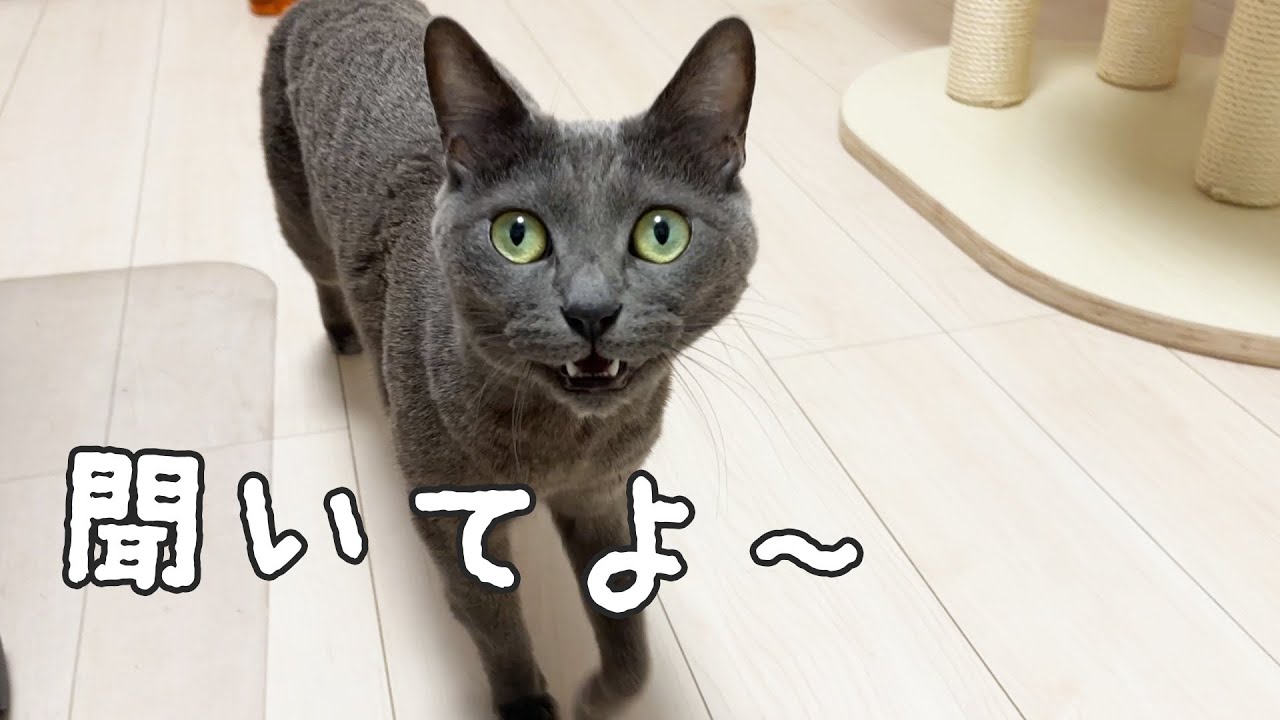 娘が家にいなくて文句を言ってくる猫ハムちゃん