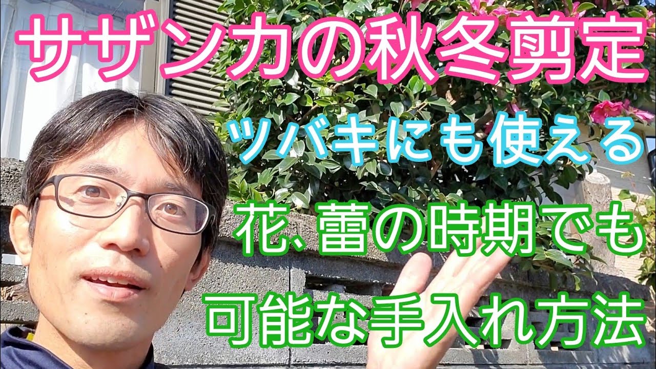 【サザンカ(ツバキ)の剪定②】花(蕾)がある時期でも姿を整えることが可能な手入れ方法🌺🌳