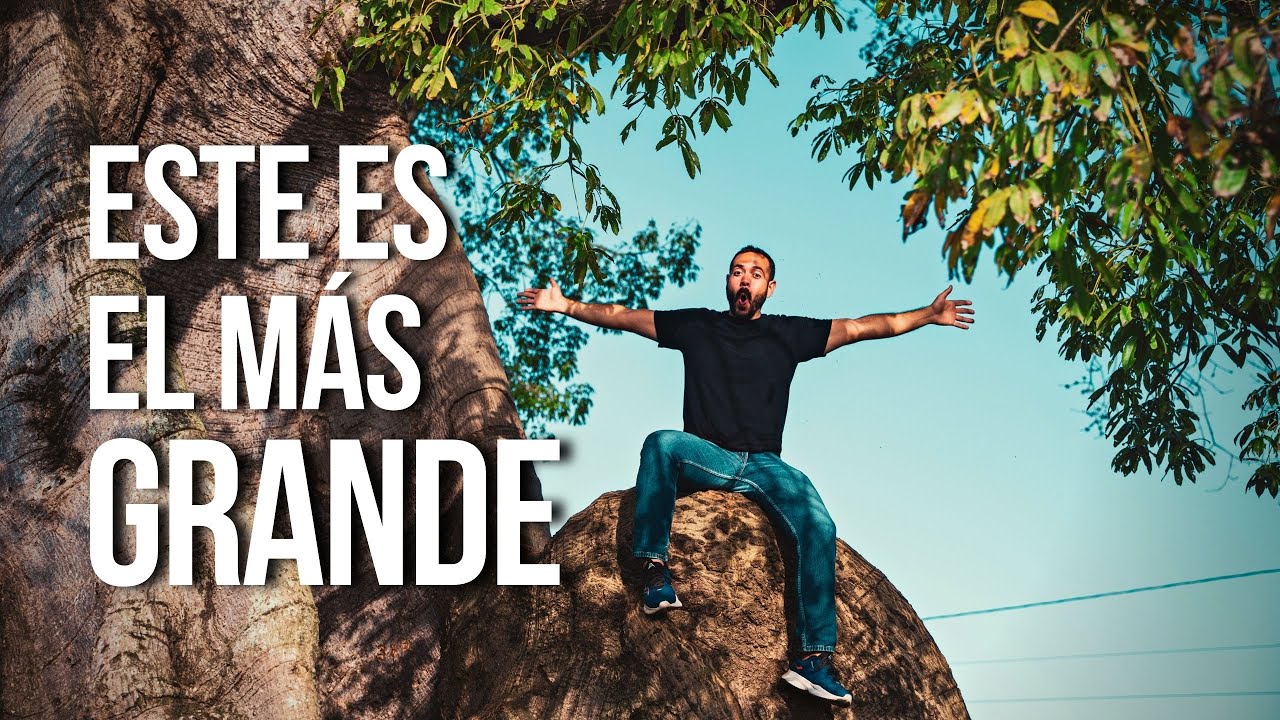 El árbol que tiene más de mil años está aquí
