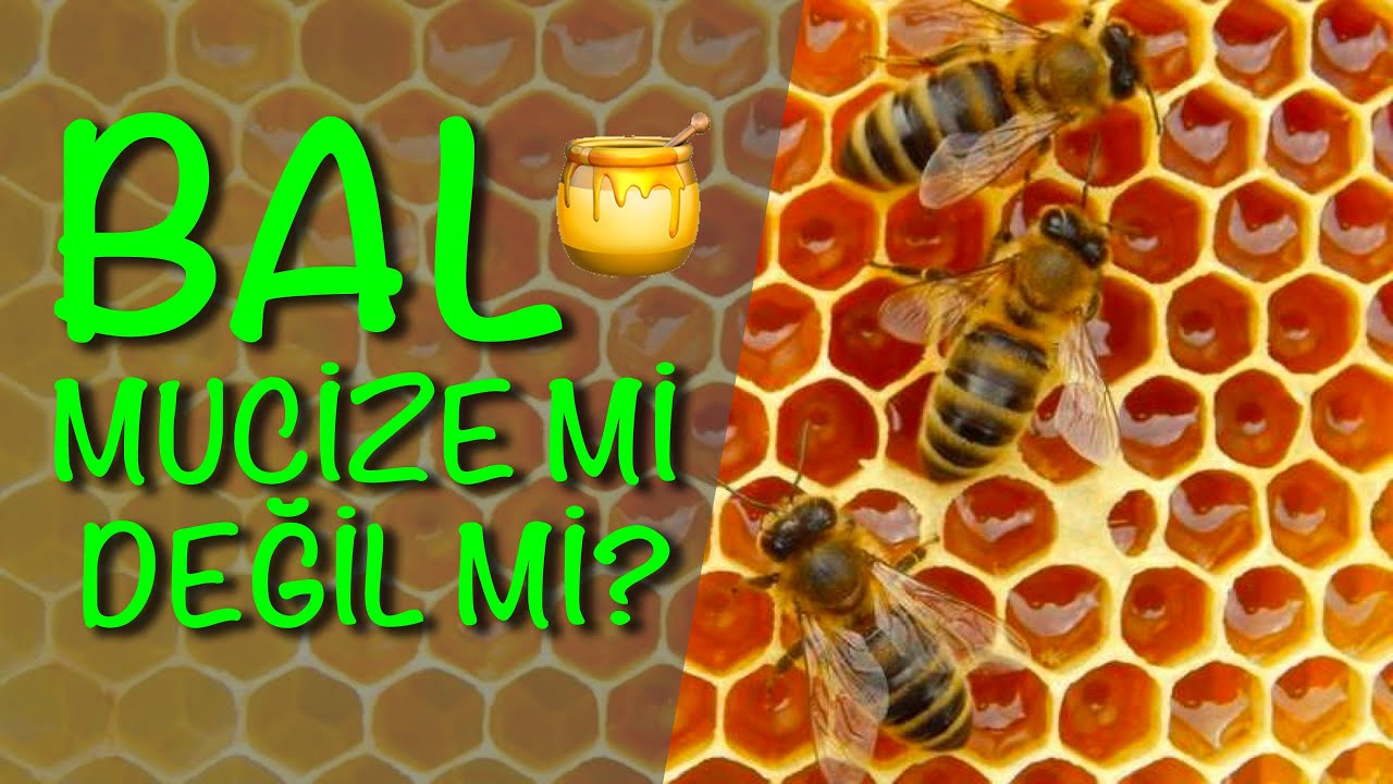 BAL GERÇEKTEN MUCİZE Mİ? | #12 Hayvansal Beslenme
