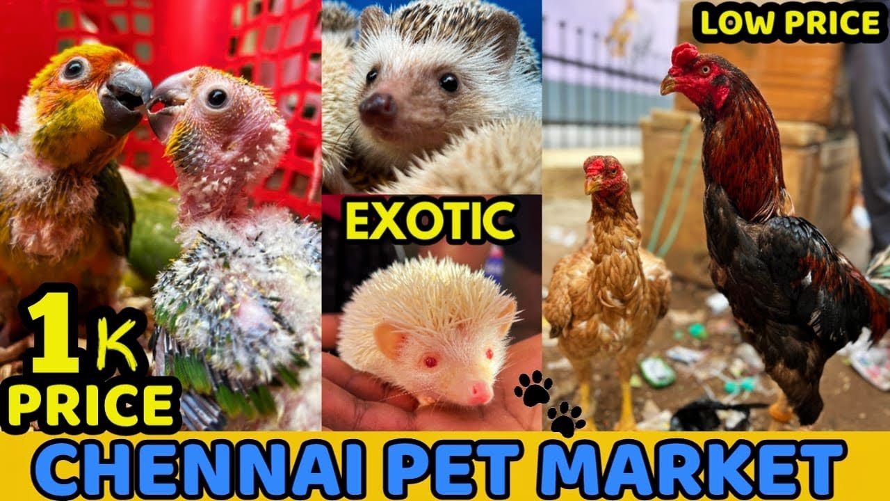 Chennai Broadway Pet Market 2024 | Buy & Sell any Pets Here | Mannady Kozhi Market | #petvlog