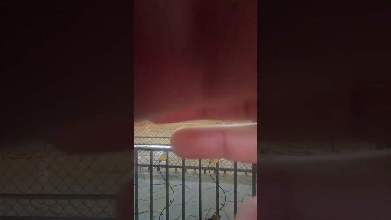 115/2/20（五）泰國大城動物園，獅子老虎表演，泰國老虎馬戲團，獅子馬戲團