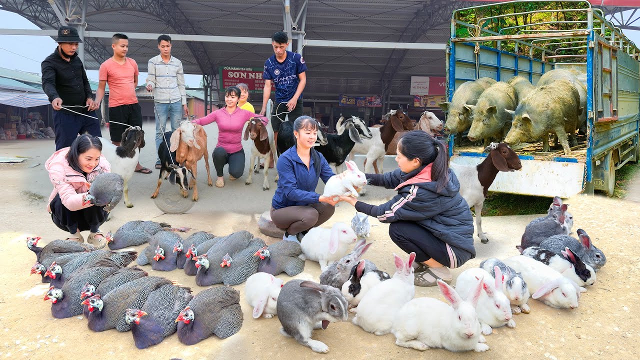 REWIND TIMELAPSE --720 Days Harvest Many Goats, Chicken, Pigs,...Go To Sell /Phương's Story