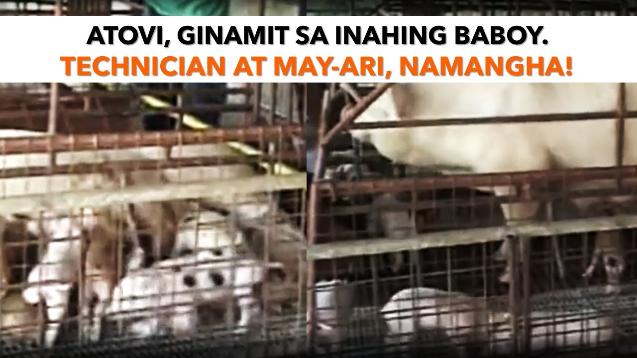 Atovi, ginamit sa inahing baboy. Technician at may-ari, namangha!