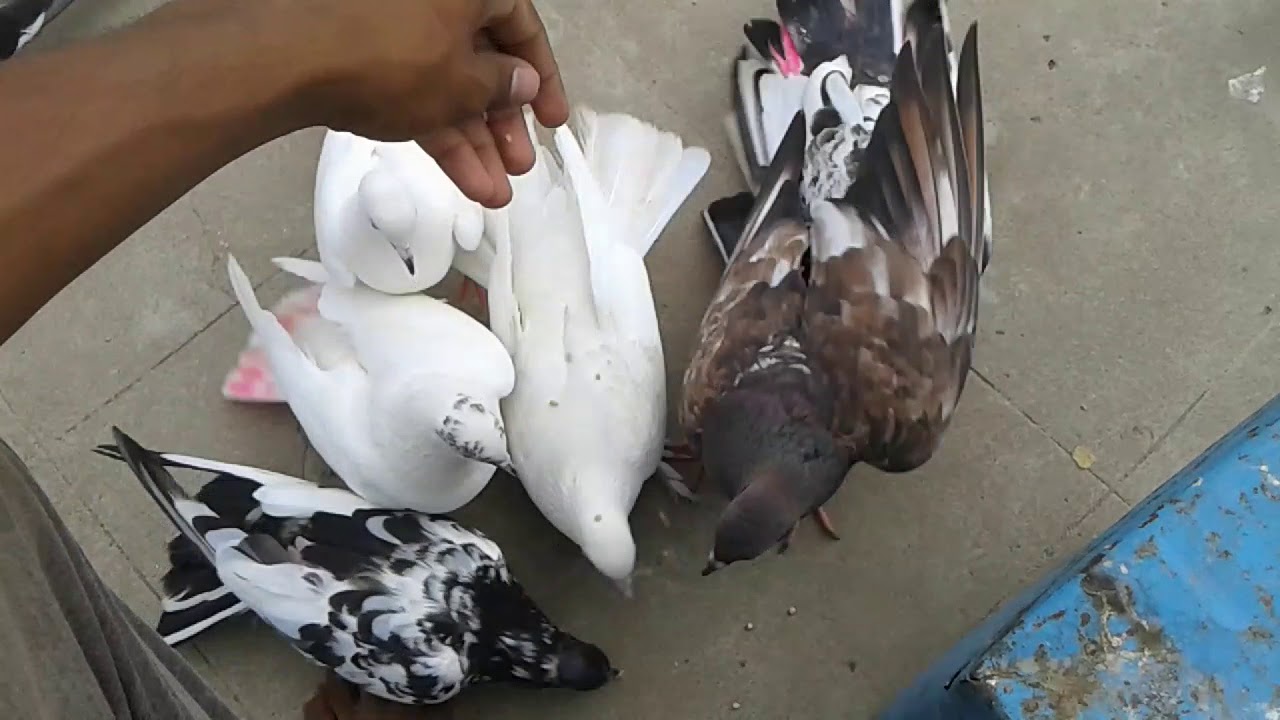 kabutar ko hath pe kaise bithae ( how to hold pigeon on our hand )