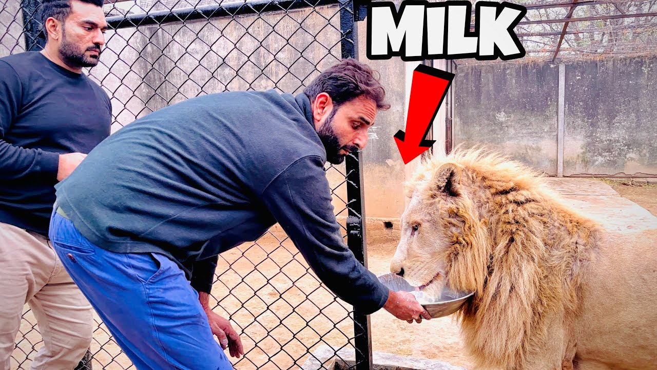 Wild animals drinking milk ?