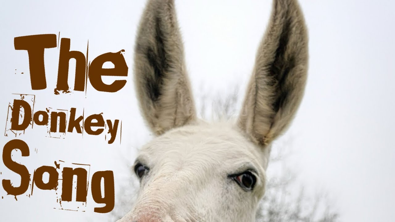 The Donkey Song
