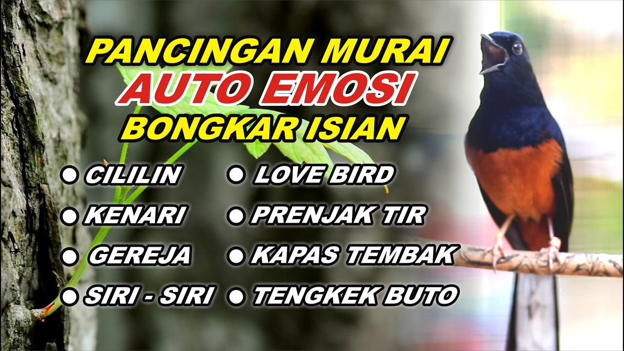 MURAI BATU FULL ISIAN TEMBAKAN KASAR, NAIKKAN EMOSI MURAI BATU MALAS BUNYI AGAR GACOR