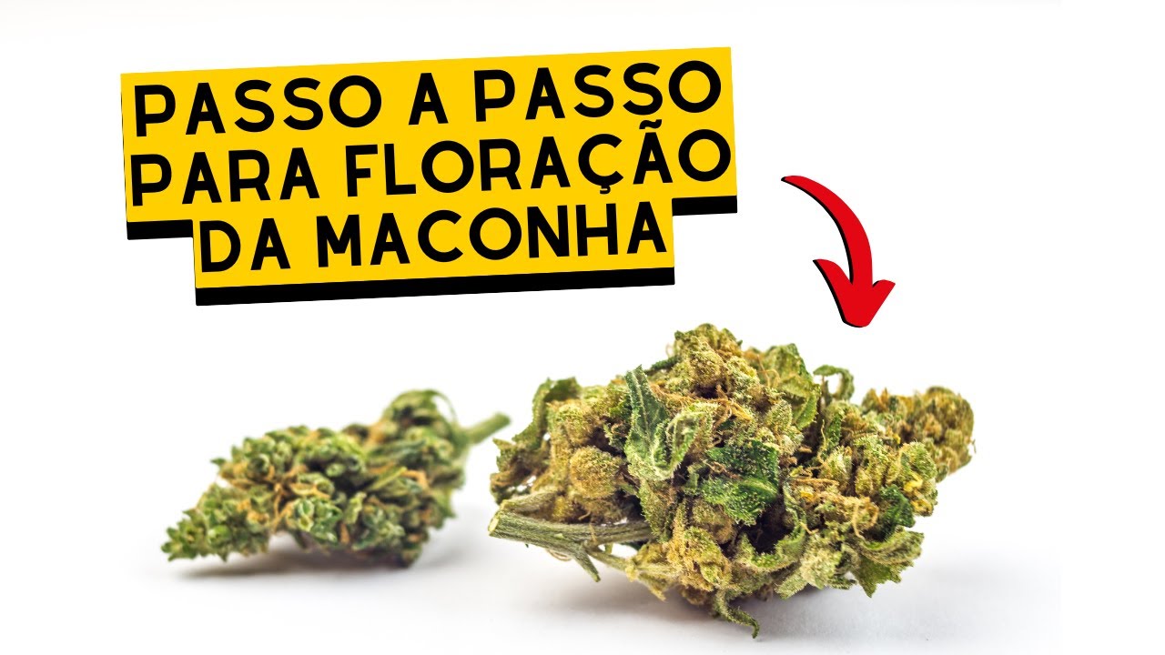 DICAS pro EST&Aacute;GIO de FLORA&Ccedil;&Atilde;O - guia de cultivo 7