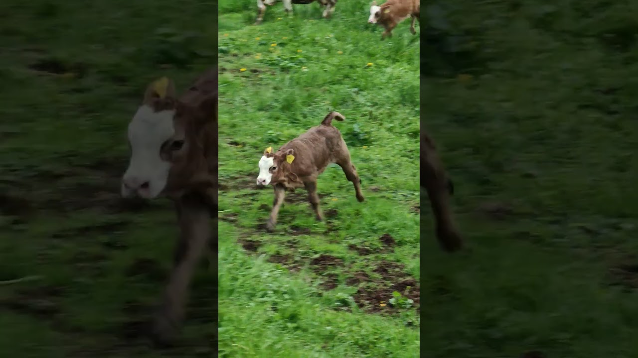 Happy Kalb auf der frischen Wiese in Wirzweli.🐄 #calf #cow #cows #schweiz #switzerland #alp