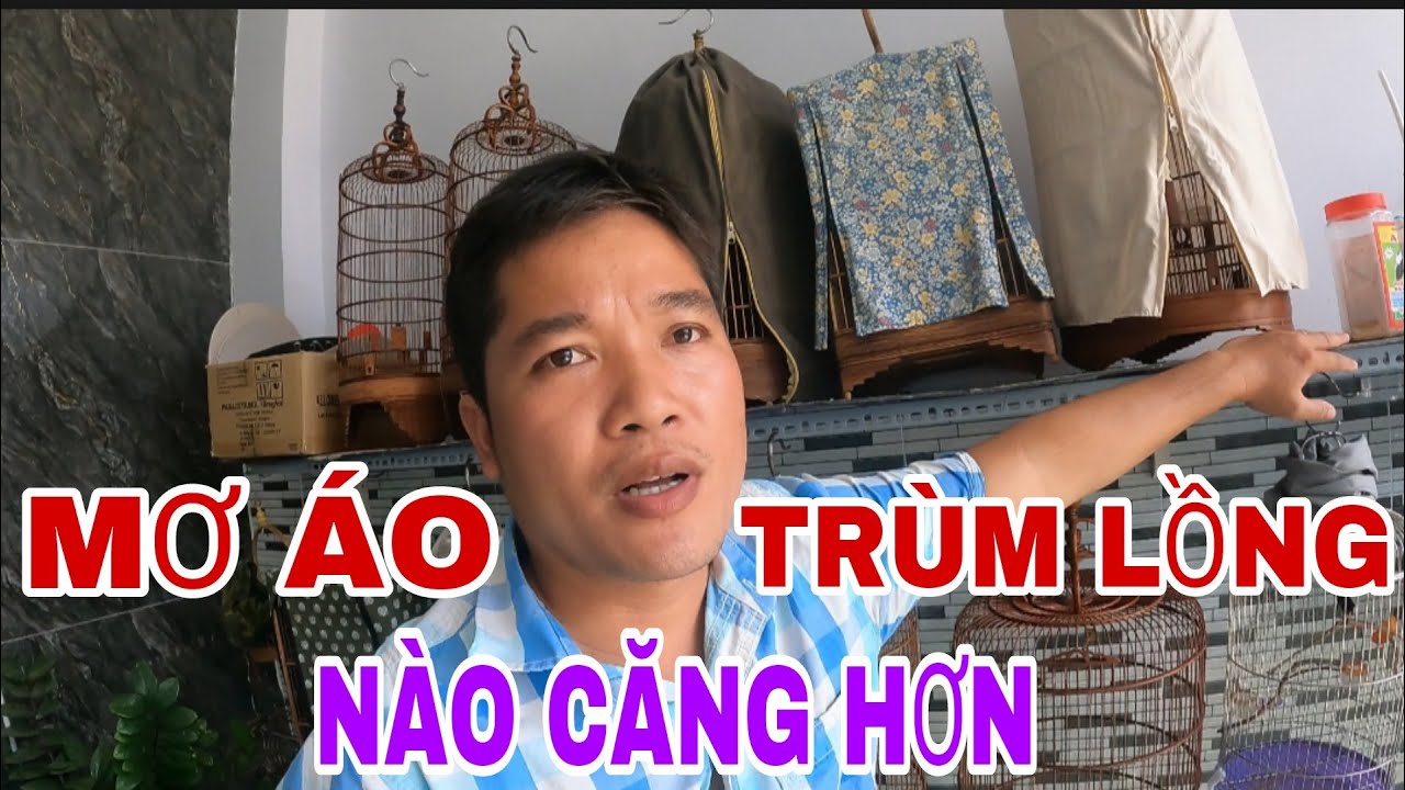 MUỐN CHĂM CHIM HÚT MẬT 5MAU CĂNG NÊN TRÙM HAY MƠ ÁO LỒNG KHI NUÔI @canmientay