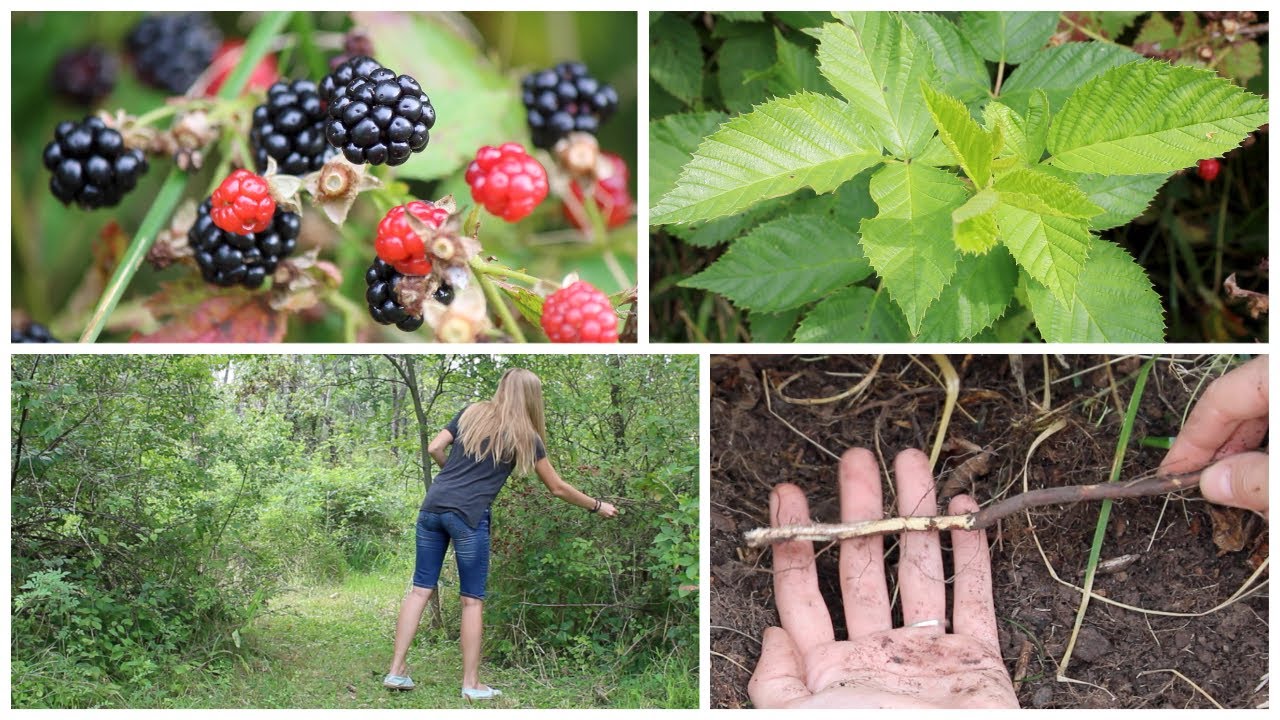 Wildcrafting blackberry roots, fruits & leaves