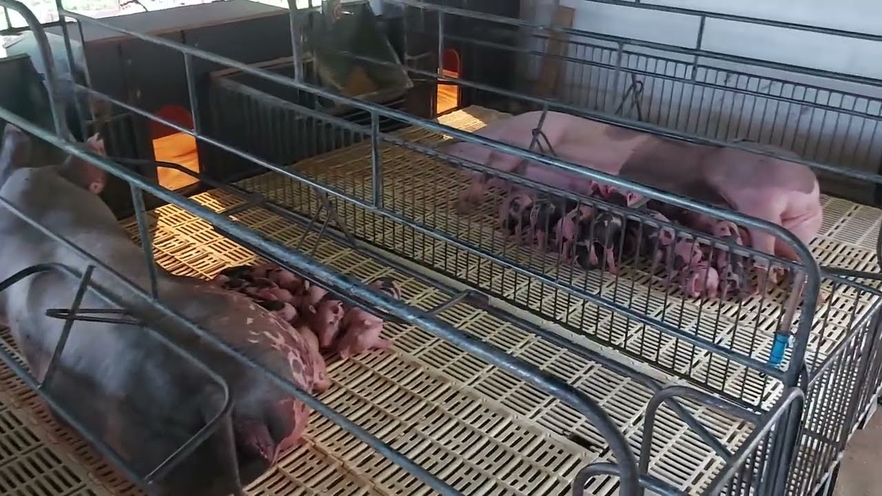 MANEJO DIÁRIO GARANTINDO O CONFORTO DOS ANIMAIS | CIEL SUÍNOS