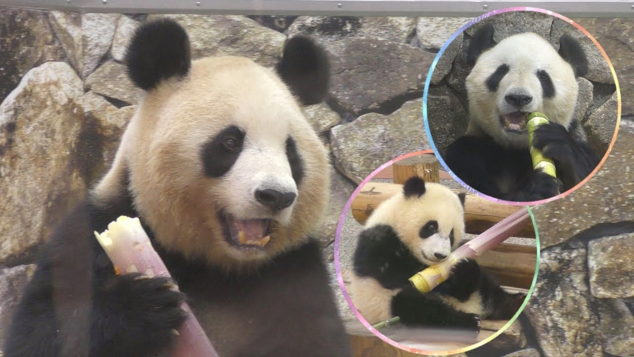 【お~いし~💕】🐼たけのこを食べる良浜ママが超かわいいッ🎶with彩浜&永明さん【親子パンダ】Giant Panda -Rauhin&Saihin&Eimei-☆