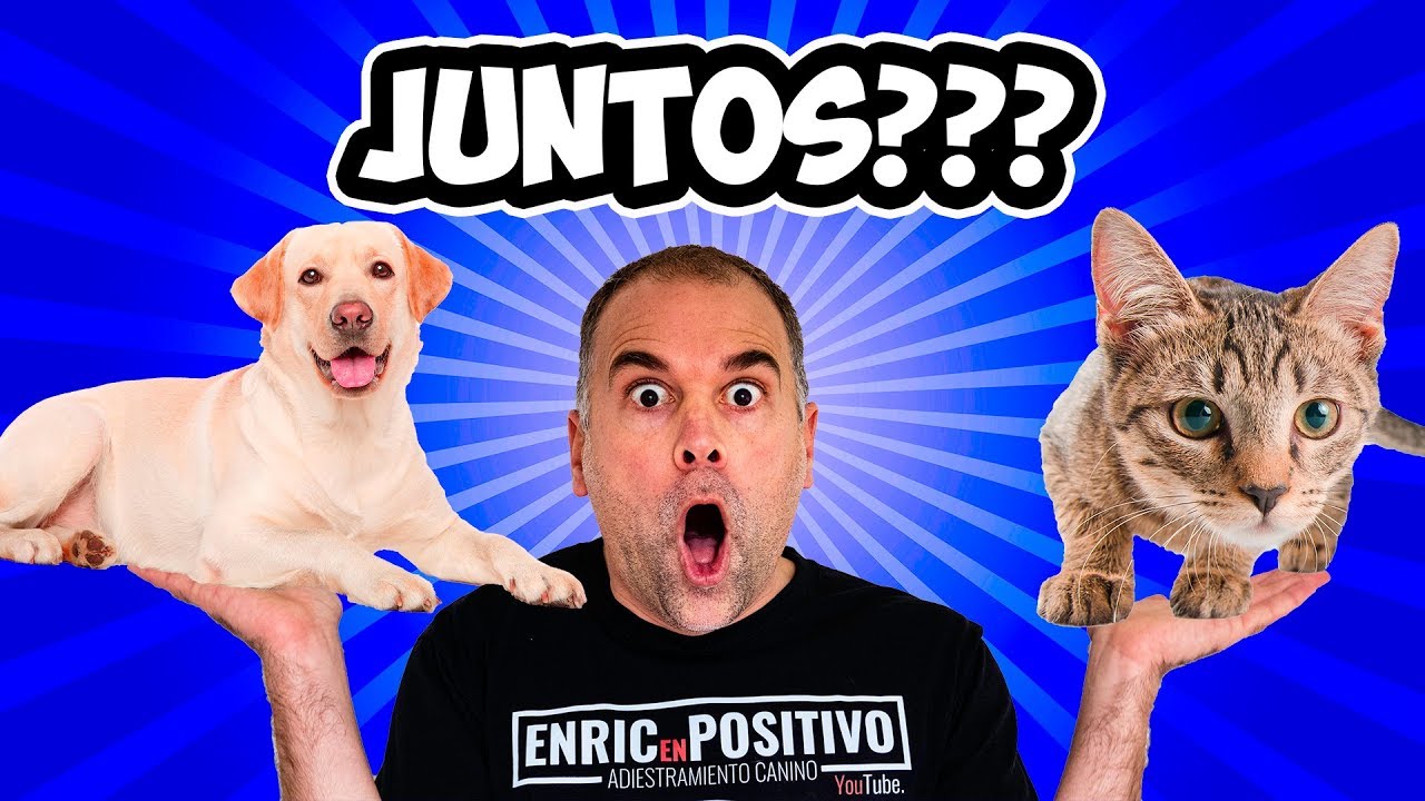 C&oacute;mo Juntar un PERRO y un GATO sin que se MATEN