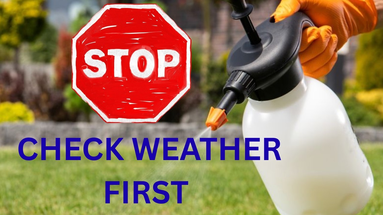 Lawn and Garden Tip #1: Stop Wasting Lawn Products — Check the Weather First