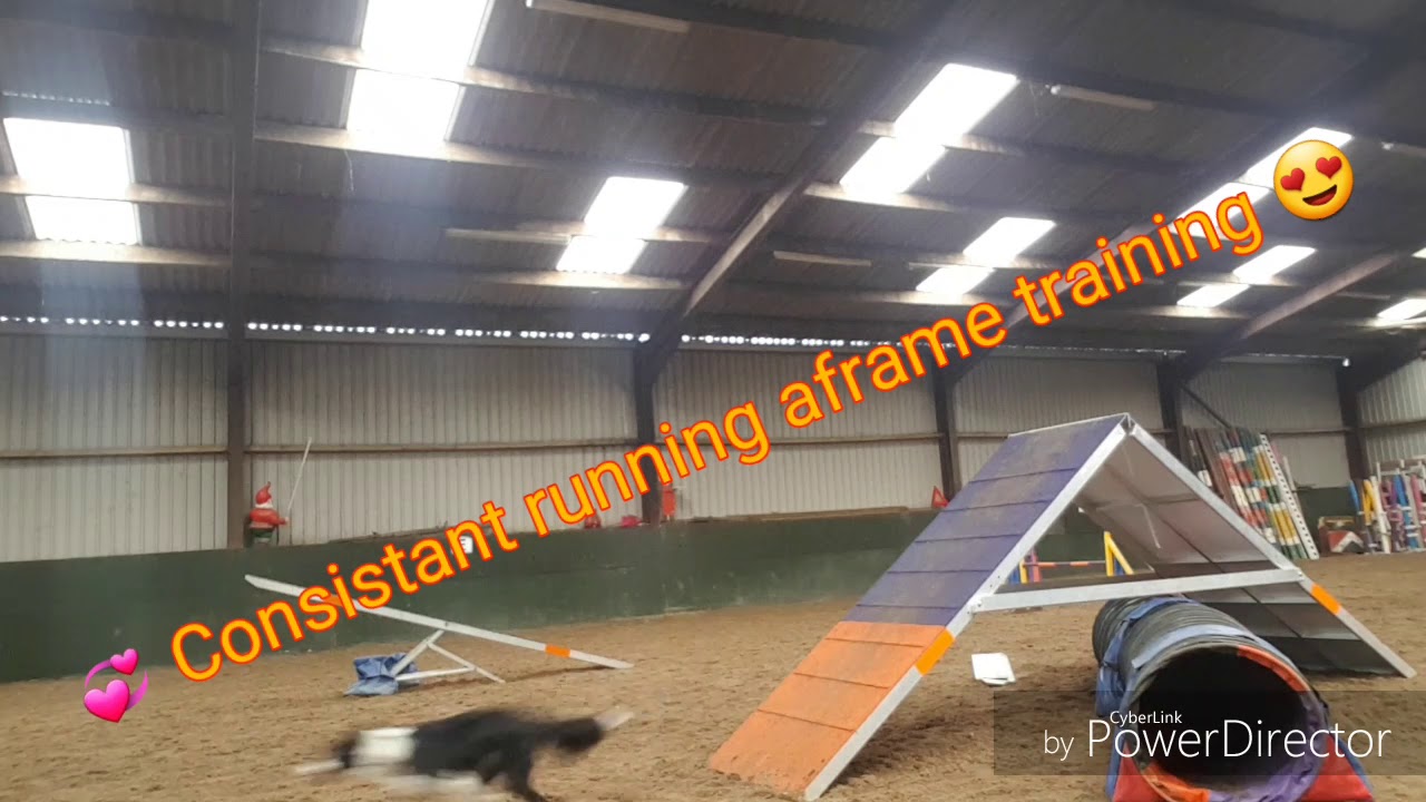 Dog agility running Aframe training