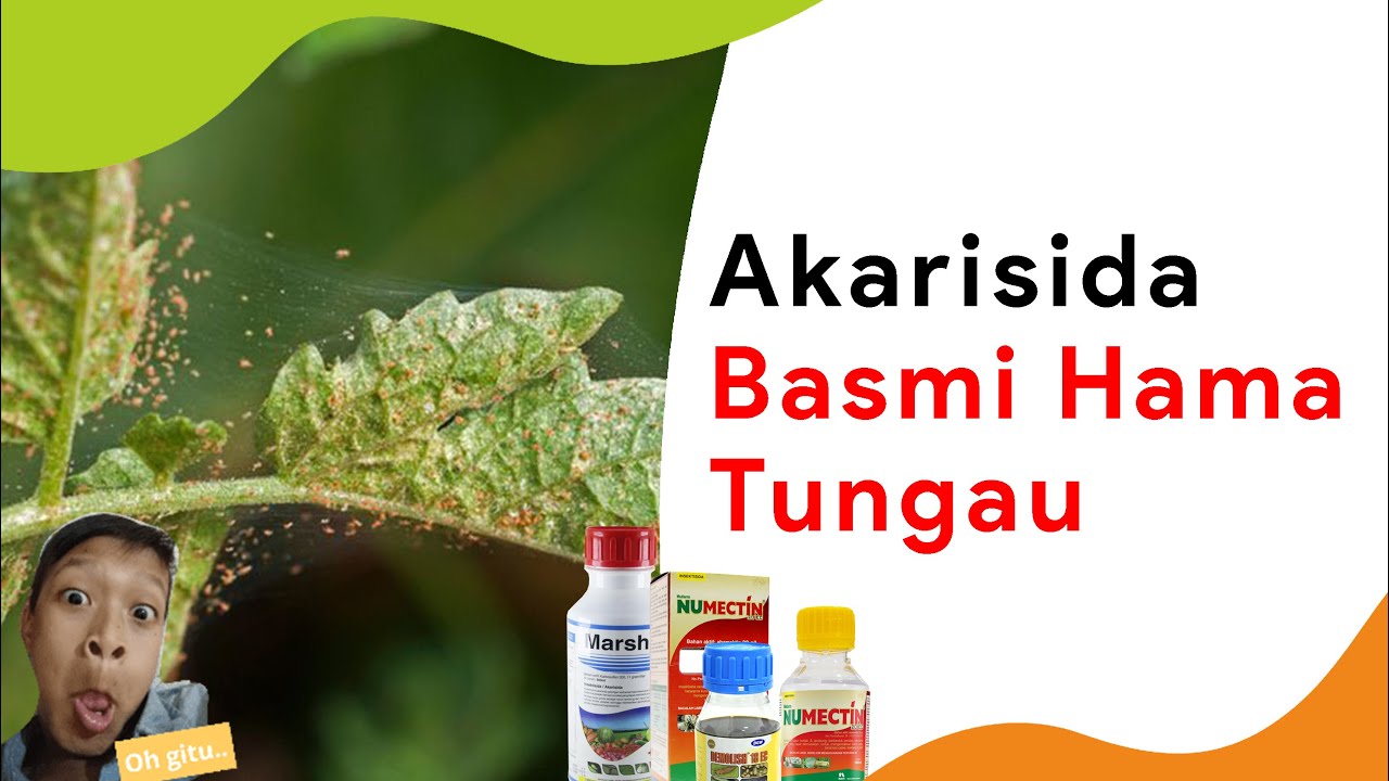 7 Merk Obat Tungau Akarisida Tanaman Cabe