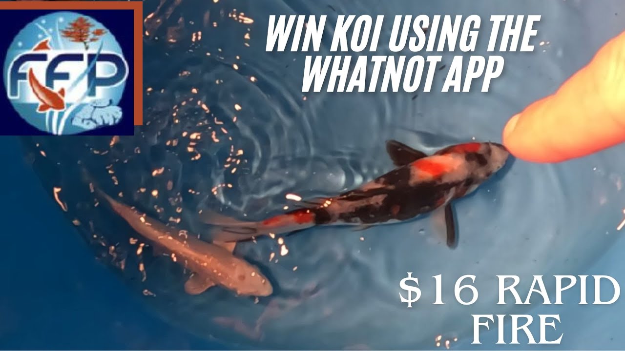 Koi Whatnot Auction