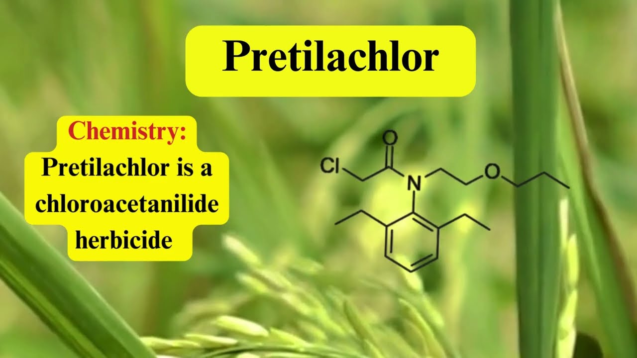 Pretilachlor: A Selective Herbicide for Effective Weed Management in Rice