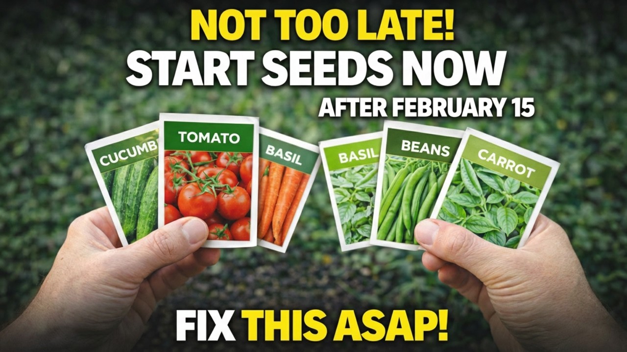 14 Early February Care Tips That Keep Seedlings Short and Strong