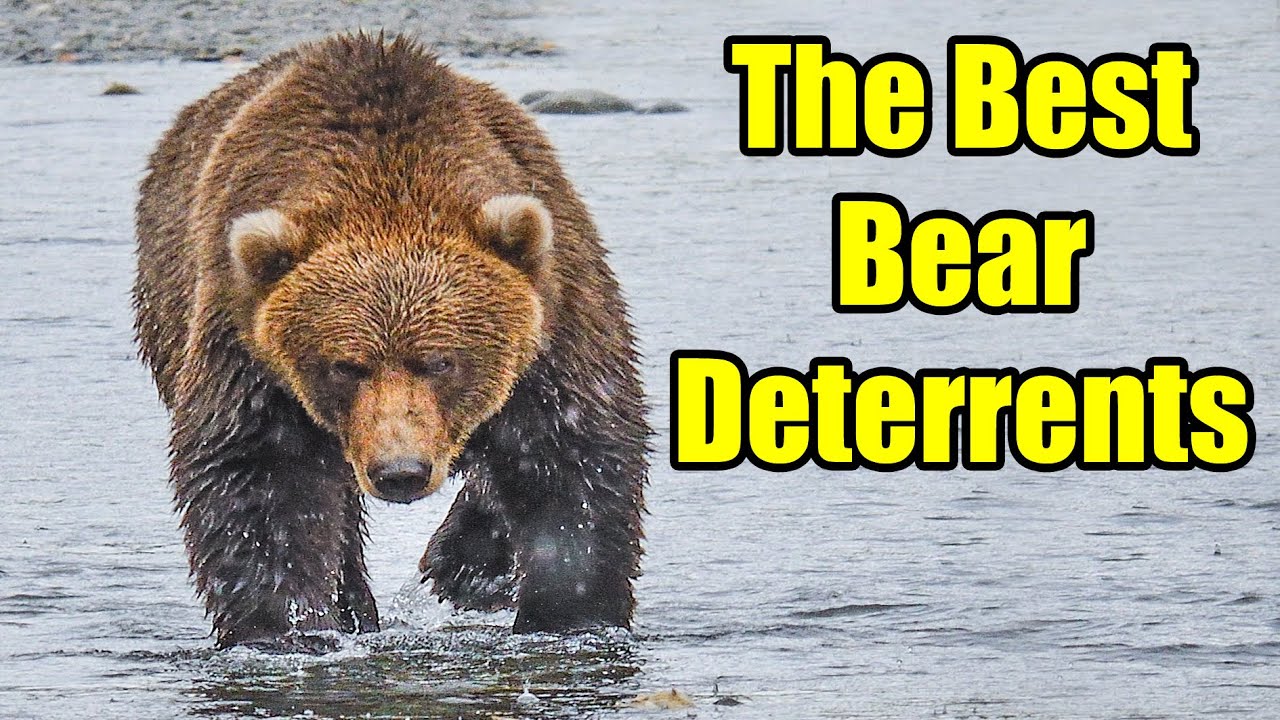 The Best Bear Deterrents – Bear Safety