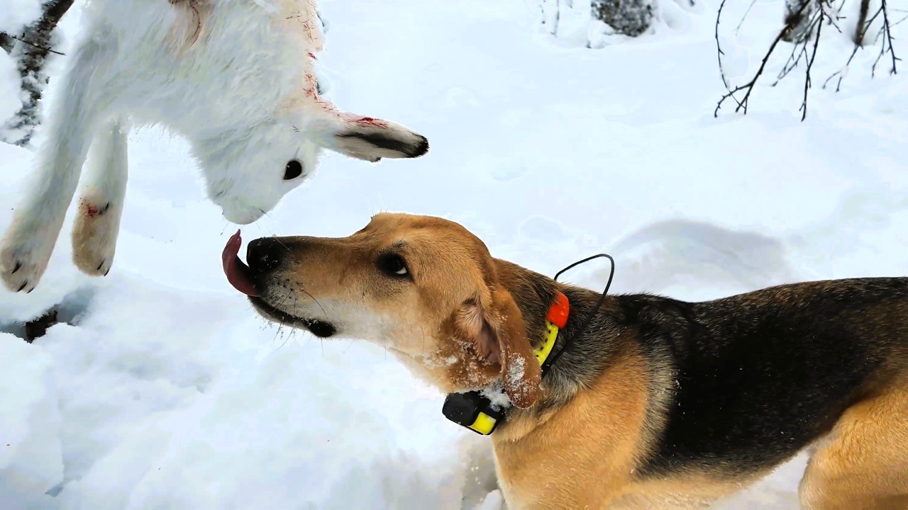 Jäniskauden loppuhuipennus + Aapo-kalatupien koku