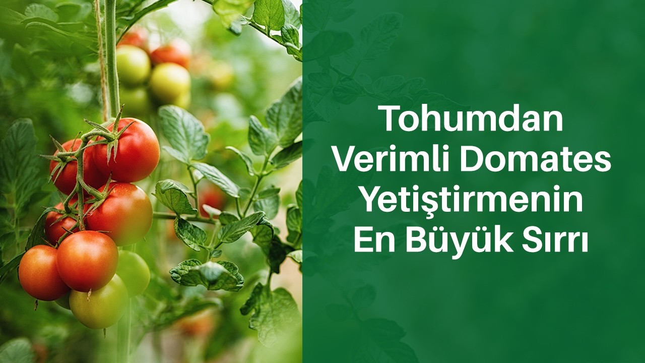 Püf Noktaları ile Domateste Mükemmel Verim İçin Tohumdan Yetiştirmeye Nasıl Başlanmalı?