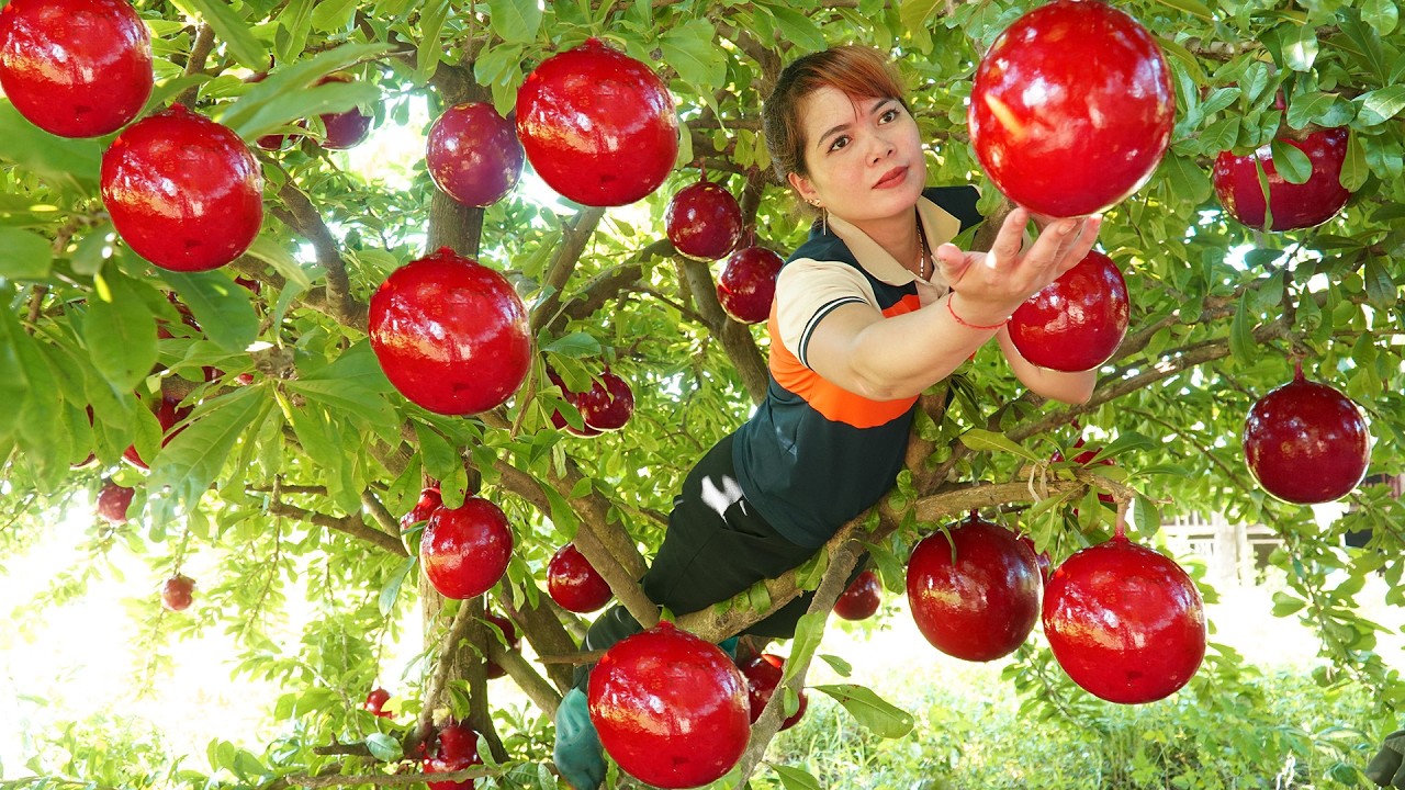 Harvesting Many Red Longevity Fruit Goes To MarKet Sell | Harvest Life with Trinh