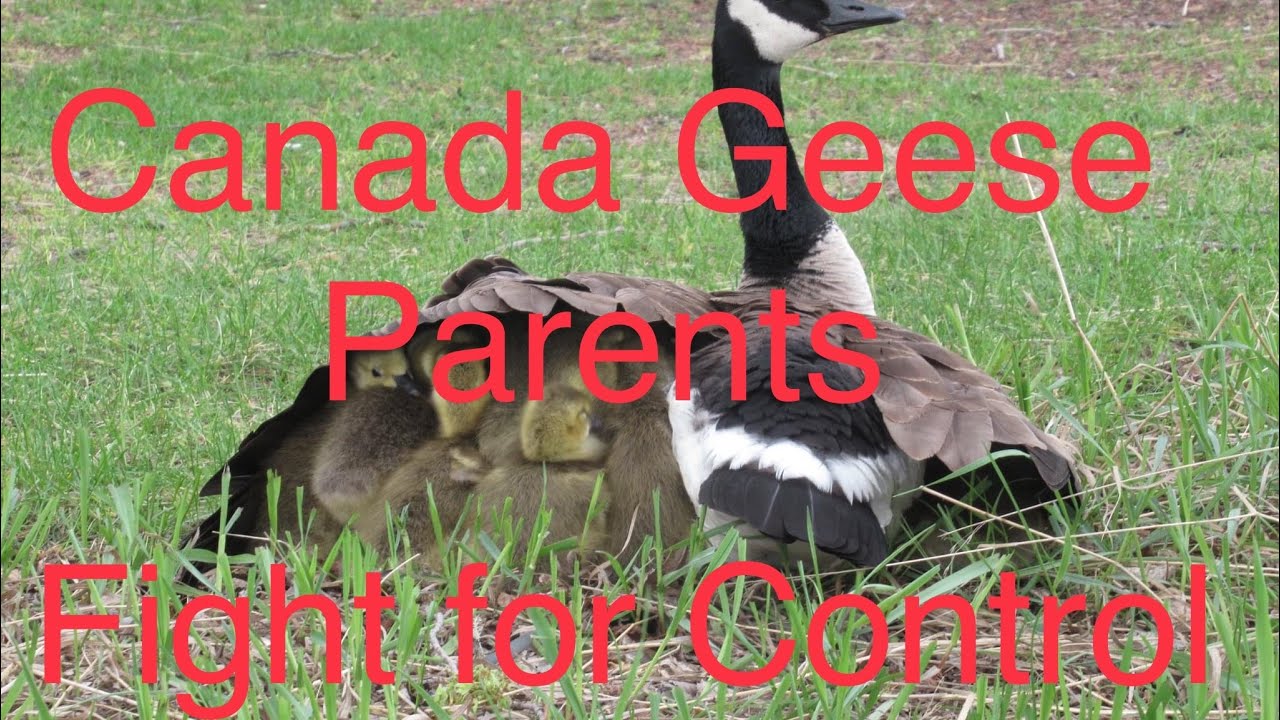 Canada Geese Parents Fight For Control of Gosling Gang Brood