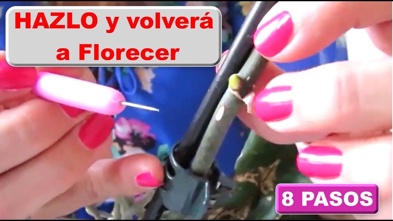 Como estimular el crecimiento de varas florales en mis orquideas Como hago floracion 8 pasos #282