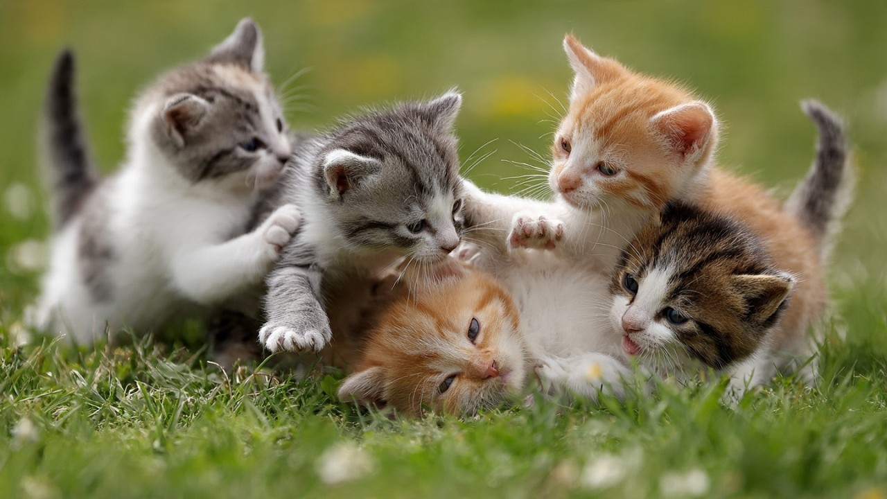 World’s Cutest Kitten Fight! They Hit HARD But Stay 100% Adorable  Must-See Compilation