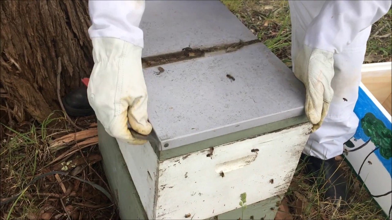 Abandoned Hive! - Part 1