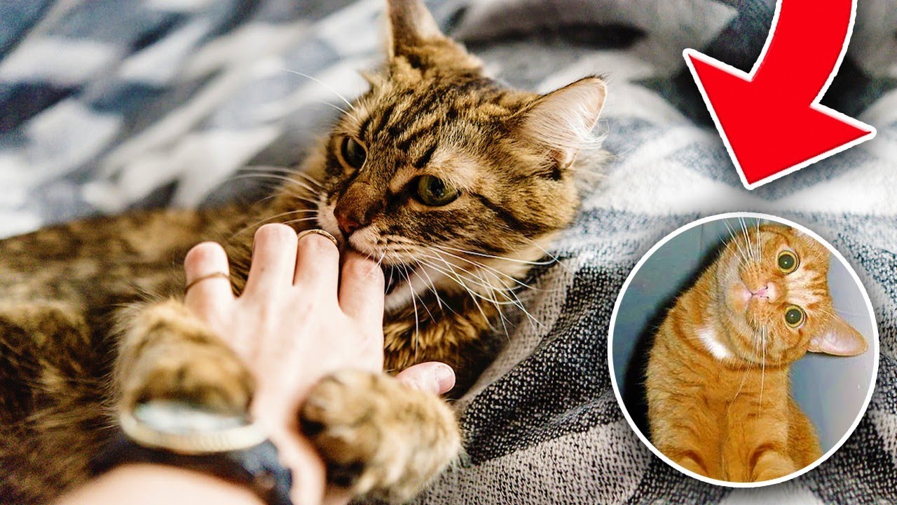 The HIDDEN Meaning Behind These STRANGE Cat Behaviors