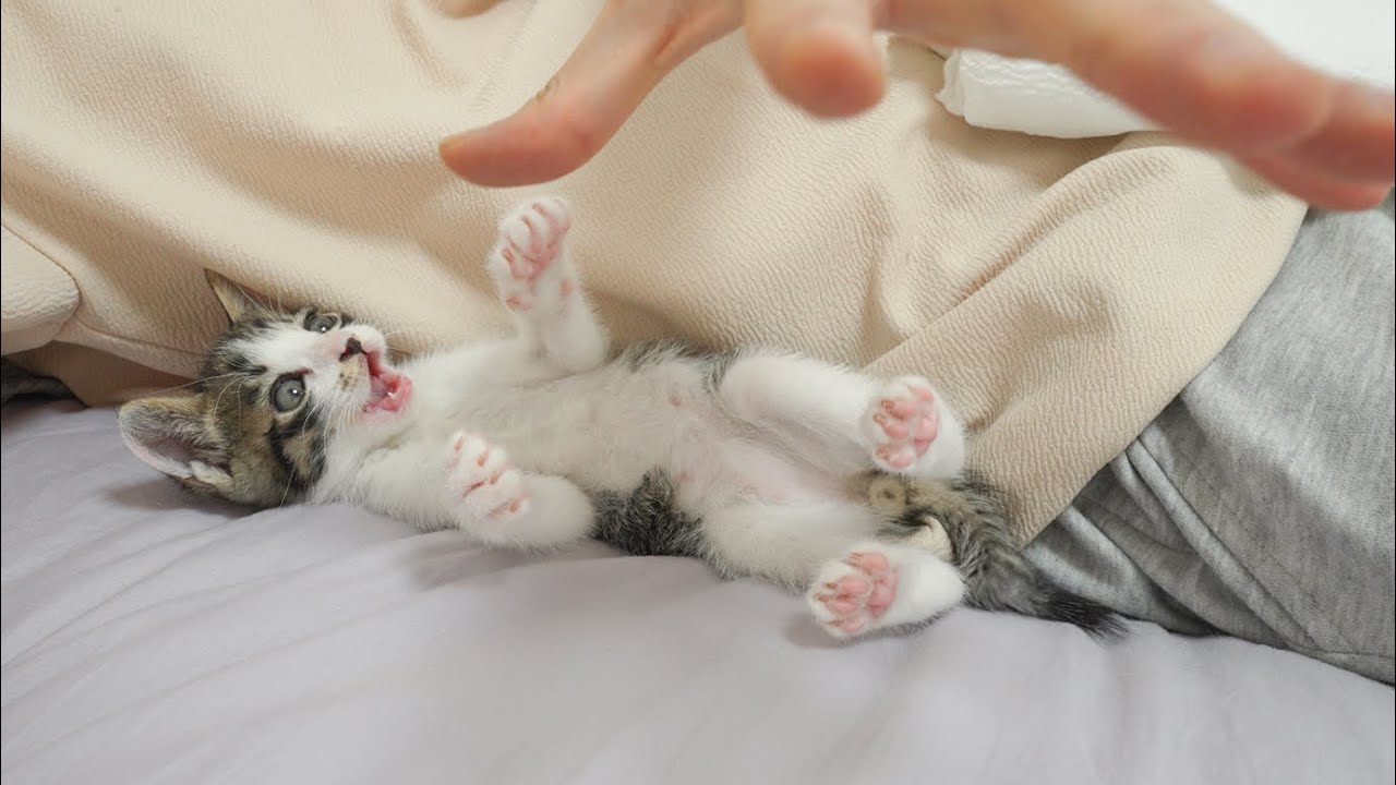 What Happens When You Tickle a Kitten's Belly!?