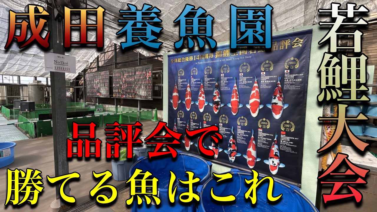 成田養魚園‼︎若鯉直前販売に行ってきた。これが品評会勝てる鯉か〜〜。