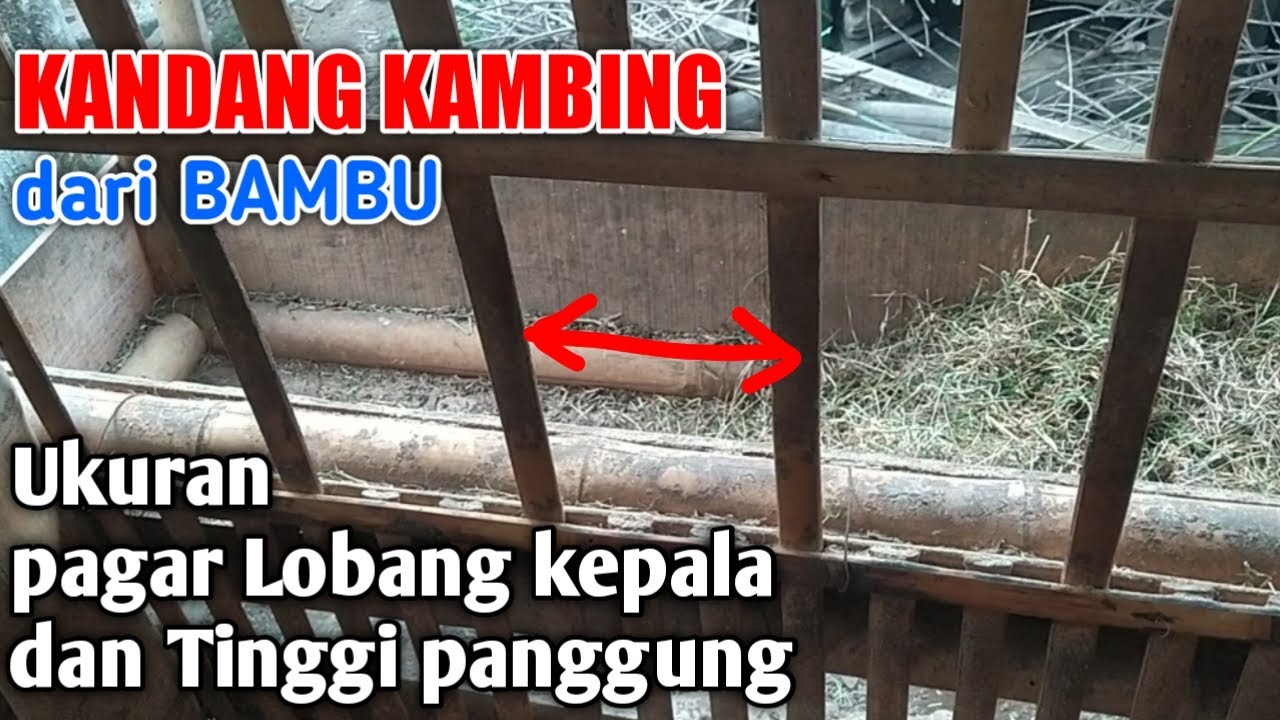Ukuran pagar lobang kepala dan tinggi panggung kandang kambing dari bambu