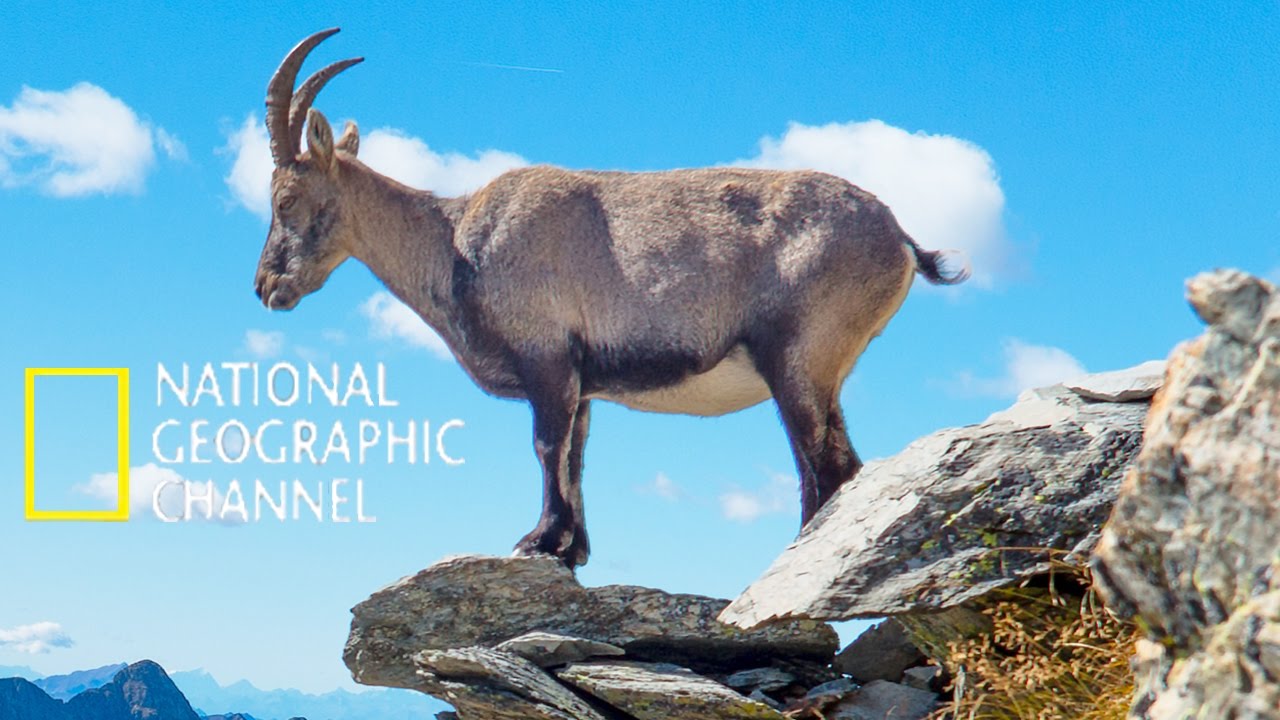 Animaux incroyables - Des bouquetins en pleine escalade
