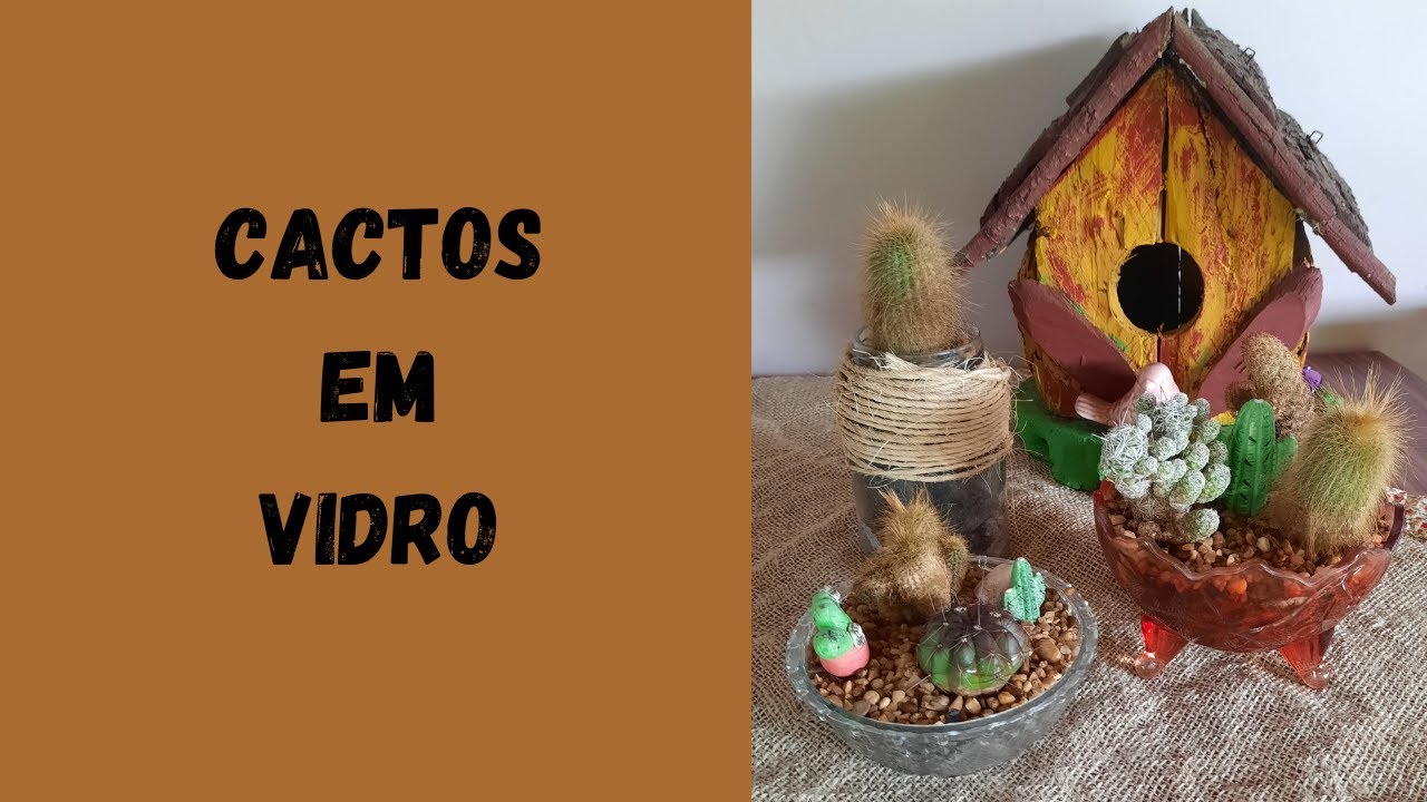 PLANTAR CACTOS EM VIDRO ( DESAFIO)
