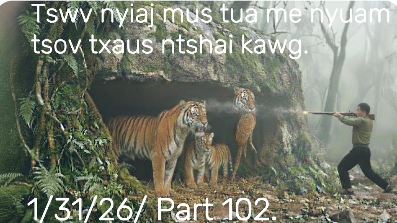 Tswv nyiaj 4 kwv tij mus tua nas phu hej raug tsov dhia los tom.