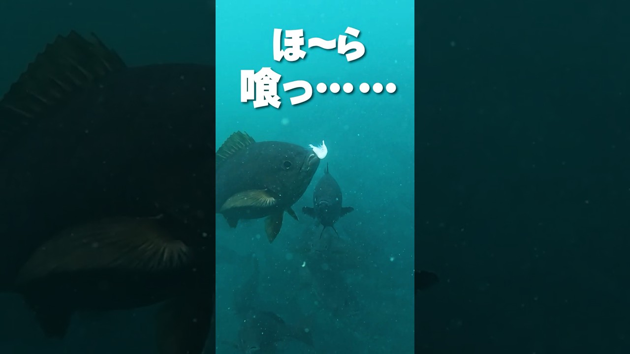 【水中の真実】魚がハリに掛かる瞬間 #がまかつ  #fishing
