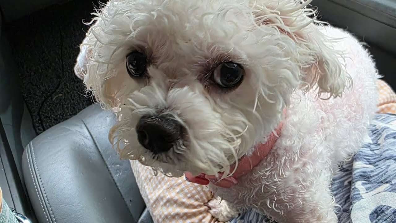 비오는날의 하울이의 일상 vlog #강아지 #산책 #브이로그 