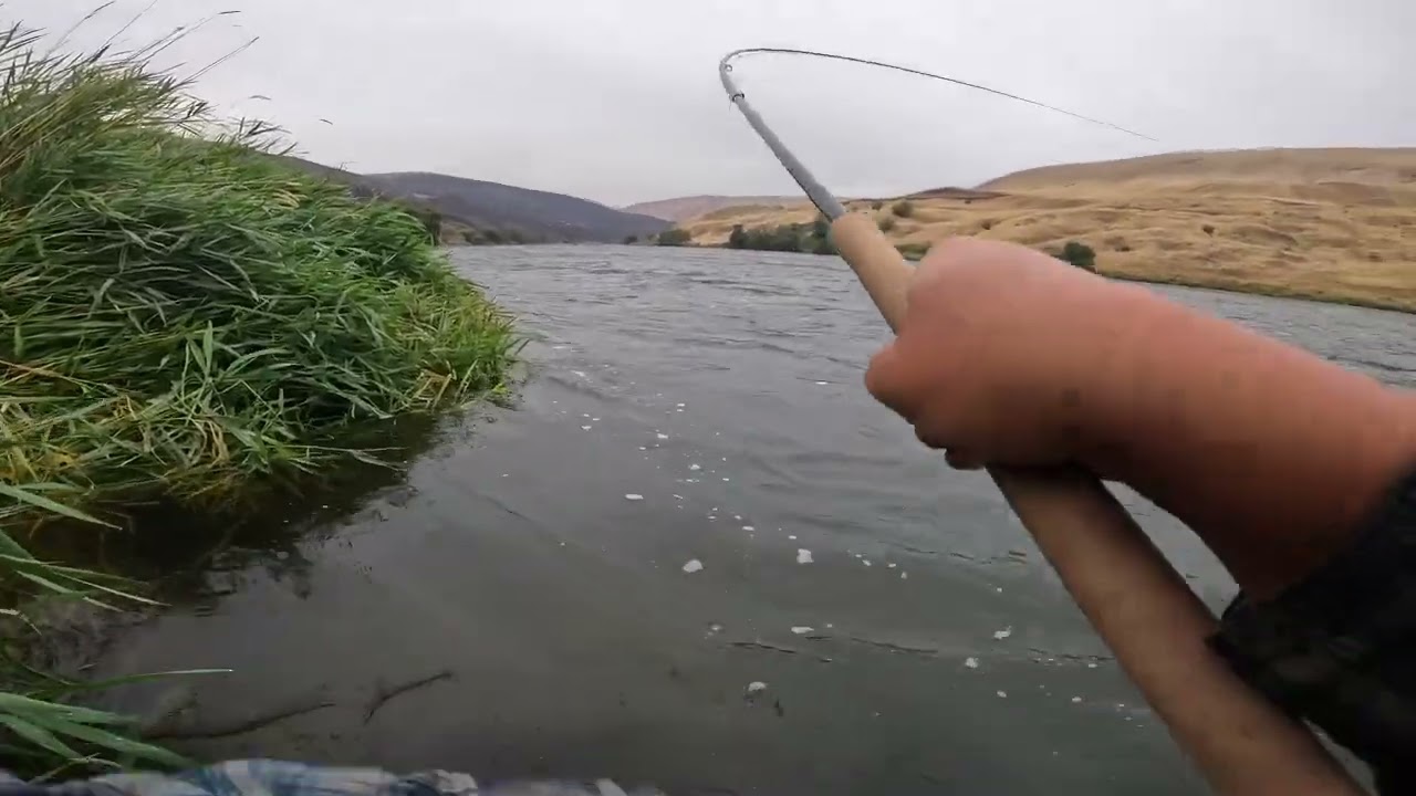 B-Run Steelhead