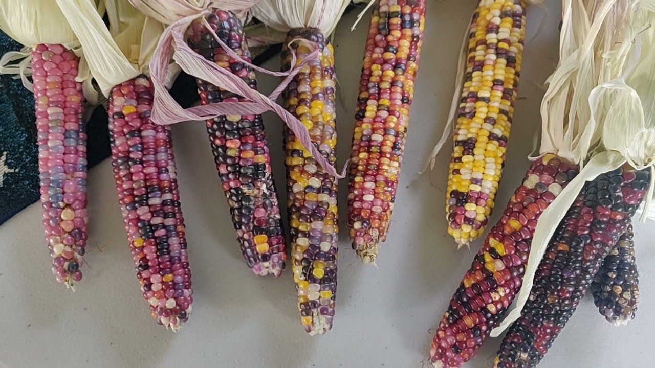GLASS GEM CORN HARVEST 2021